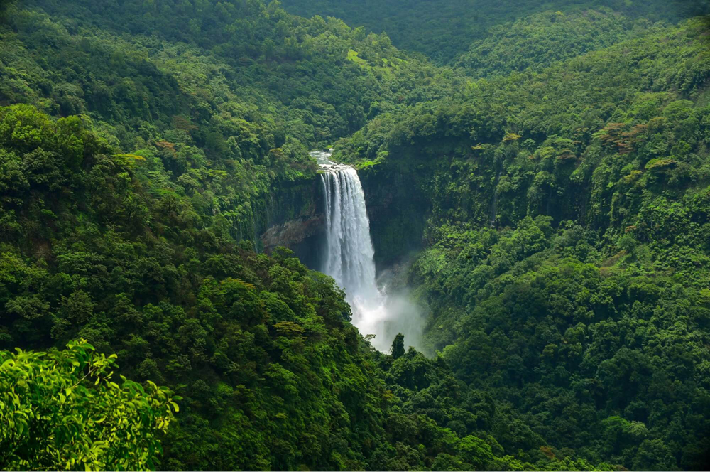Goan Forest